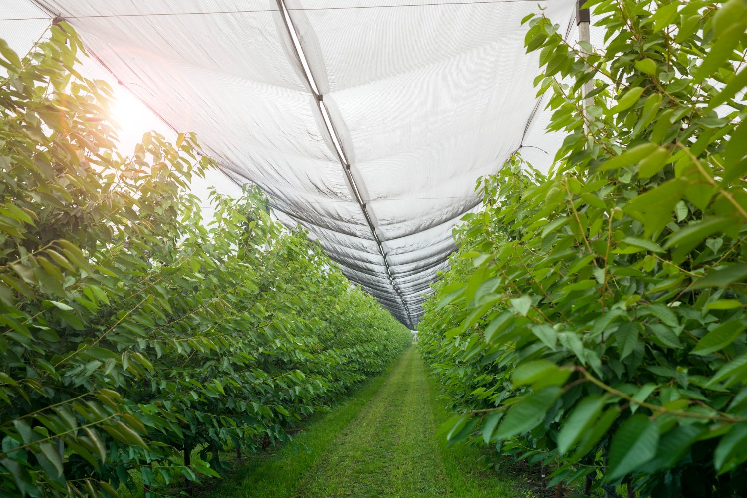 fruit-orchard-with-anti-hail-netting