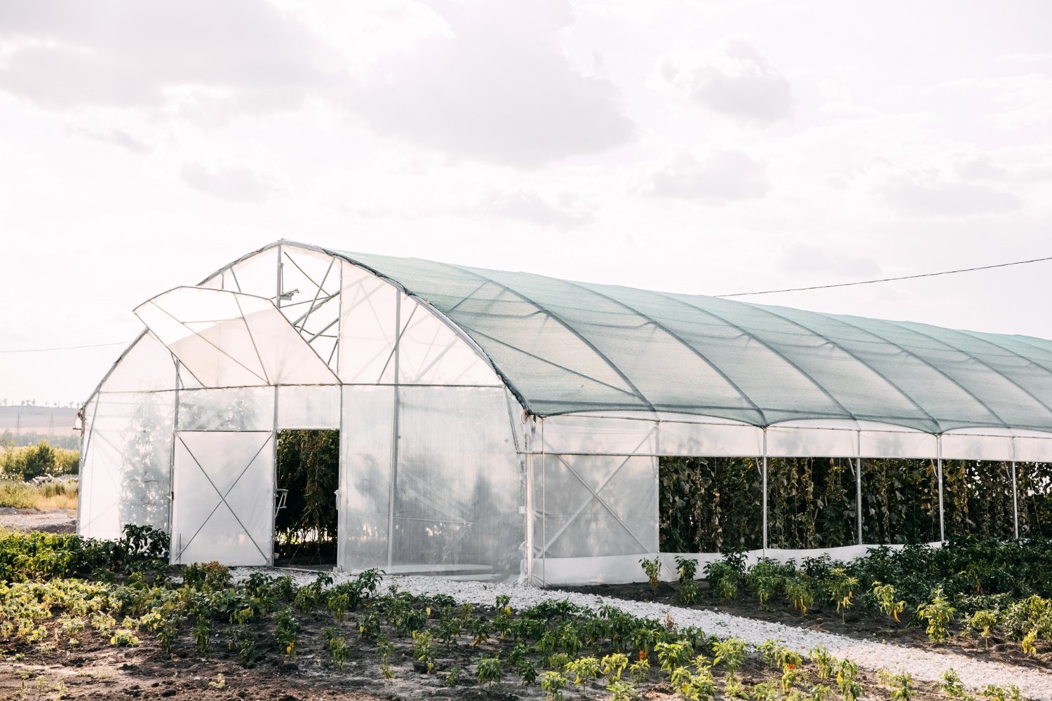 greenhouse-with-plants-vegetables