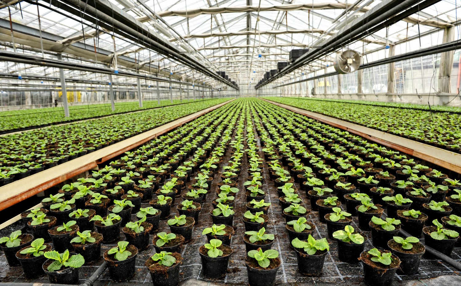 interior-commercial-greenhouse