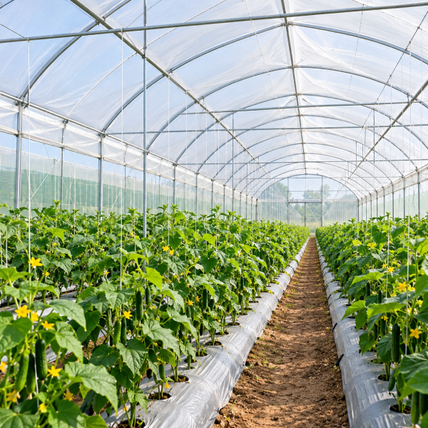 Agriculture Farming Polyhouse