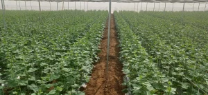 Cucumber Rows Inside Polyhouse