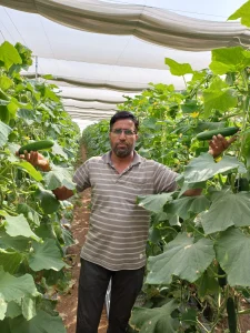 Farmer Displaying Cucumber Harvest