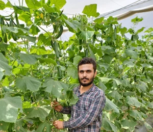 Farmer Holding Fresh Cucumber Harvest