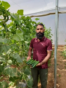 Farmer Holding Harvested Cucumbers