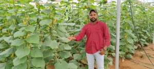 Farmer Inspecting Cucumber Crop
