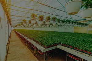 Farmer Testimonial On-Site