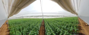 Net House With Shade Curtain Rolled Up