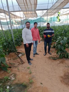 Team Holding Fresh Capsicum Harvest