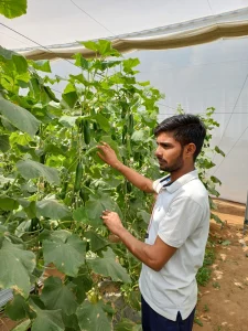 Worker Inspecting Cucumber Vine Growth