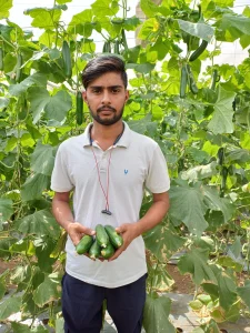 Worker With Bunch Of Fresh Cucumbers
